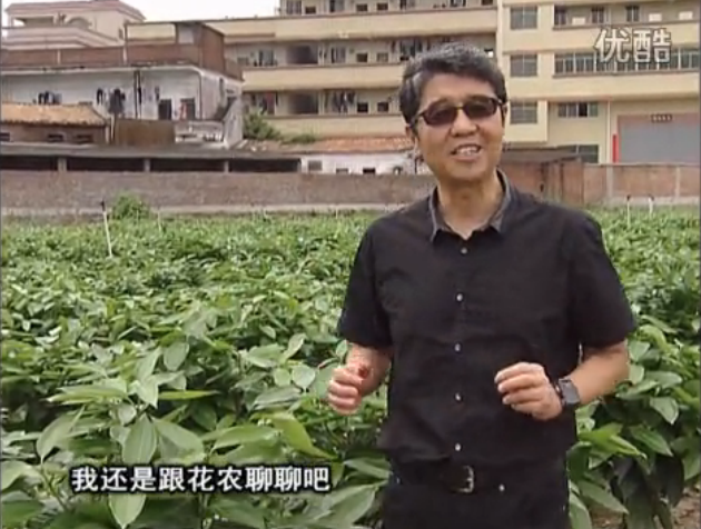 20160606珠江臺搖錢樹：觀葉植物用微補(bǔ)方案，壯根提長、保葉抗病好！