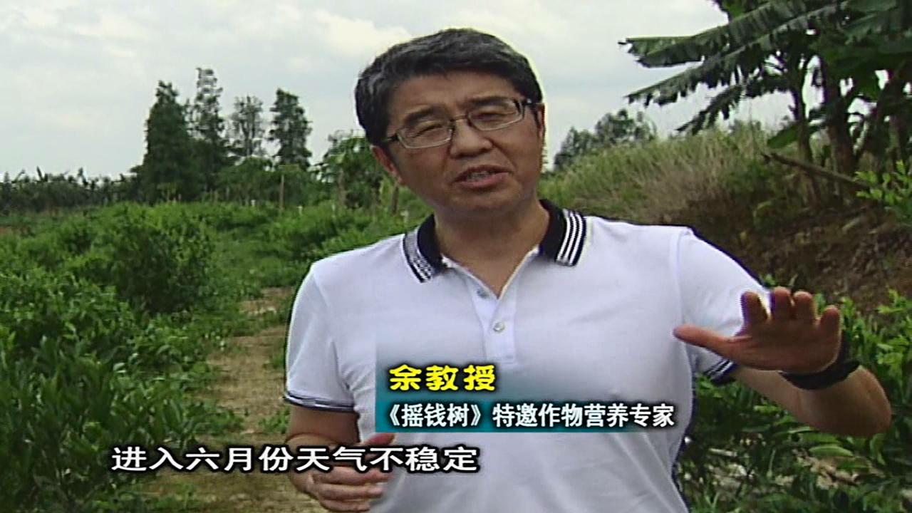 20160613珠江臺搖錢樹：柑橘噴微補蓋力、淋根力鈣，補鈣減少裂果、太陽果、果更硬