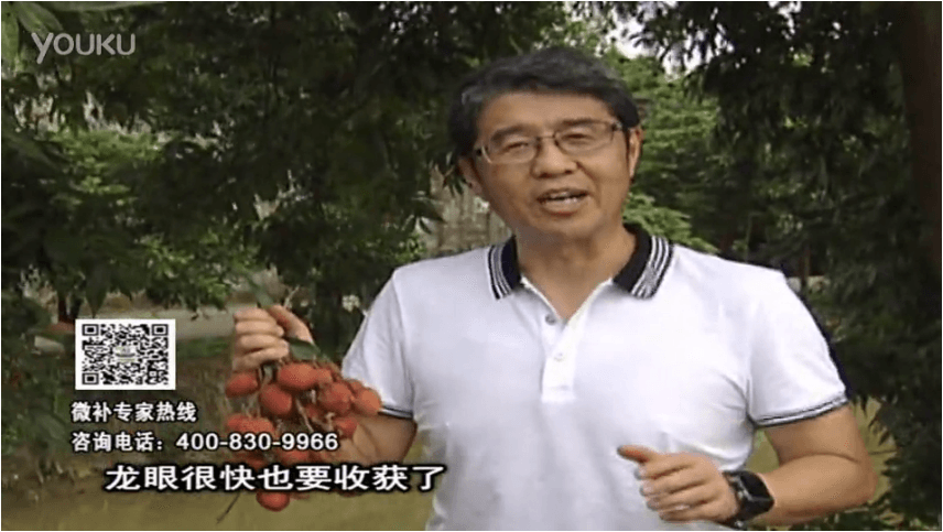 20160627珠江臺搖錢樹：荔枝轉(zhuǎn)色葉噴微補紅果力+蓋力，補充磷鉀鈣，著色增甜果硬