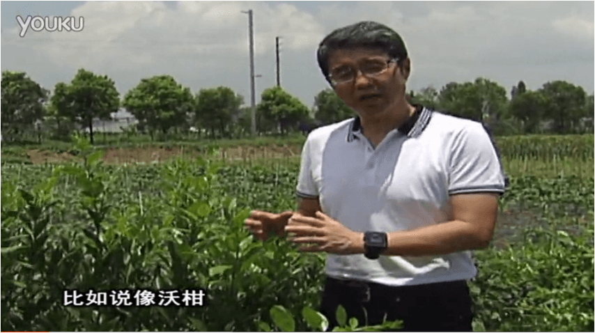 20160627珠江臺搖錢樹：柑橘減少黃葉花葉，淋微補根力鈣+沖力鎂、噴微補碧力