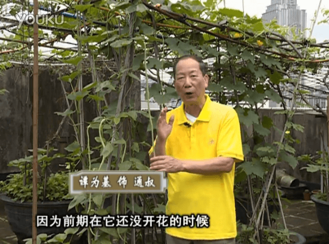 20160627珠江臺搖錢樹：天臺豆角用綠夫人528營養(yǎng)液，開花好結(jié)豆期長