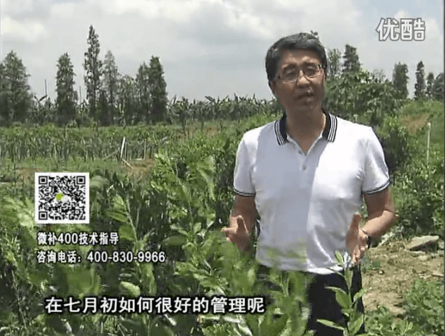 20160704珠江臺搖錢樹：柑橘淋微補根力鈣+沖力鎂+全力，秋梢整齊健壯、梢果同長