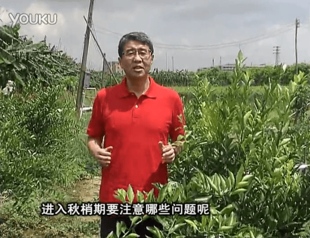 20160711珠江臺搖錢樹：預防柑橘秋梢發(fā)黃、不轉綠，用微補秋梢肥方案