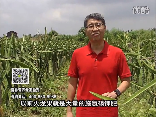 20160711珠江臺搖錢樹：火龍果用微補方案，開花坐果好，果實膨大品質(zhì)高