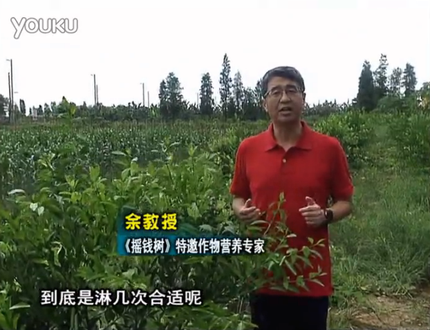 20160718珠江臺搖錢樹：柑橘放新梢怎么淋水肥好？2次微補秋梢整齊健壯