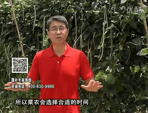 20160718珠江臺(tái)搖錢樹：瓜果蔬菜用微補(bǔ)水肥方案，結(jié)果多、有產(chǎn)量