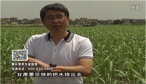 20160620珠江臺搖錢樹：甘蔗雨多漚根？淋微補(bǔ)根力鈣+精力、噴果力+壯力，促根壯長、甘蔗起灰好