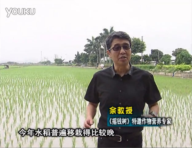 20160530珠江臺搖錢樹：水稻撒微補(bǔ)倍力、噴苗力，返青分蘗好，產(chǎn)量高