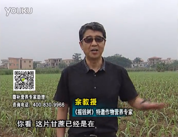 20160530珠江臺搖錢樹：甘蔗促根壯苗長勢好，淋沖微補(bǔ)根力鈣+精力、撒倍力