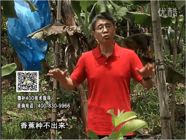 20160725珠江臺搖錢樹：香蕉用微補方案，調(diào)酸防黃化、膨果壯蕉好