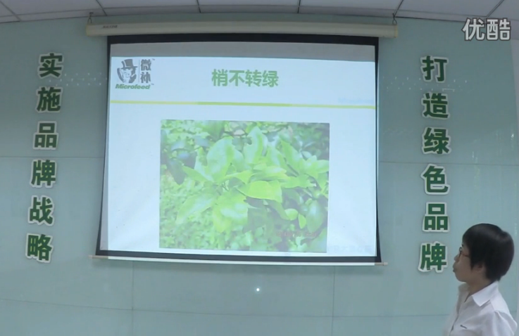 柑橘-預(yù)防秋梢黃、梢不出，如何放梢保樹好？微補講座
