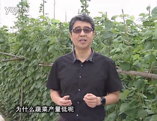 20160502珠江臺(tái)搖錢樹：雨水天多蔬菜漚根沒產(chǎn)怎么辦？撒微補(bǔ)倍力，噴花力+果力，提高坐果產(chǎn)量