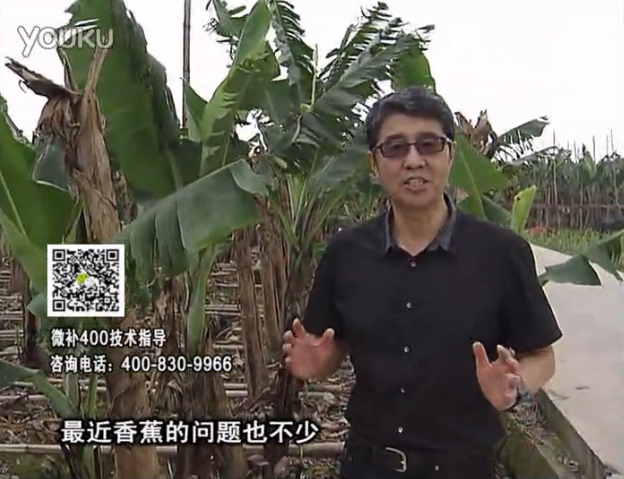 20160502珠江臺搖錢樹：香蕉撒微補倍力、噴果力+碧力，促根保葉、長勢快