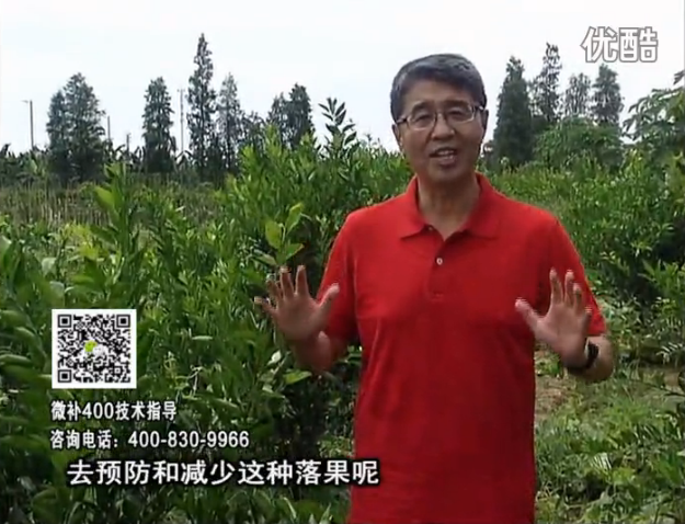 20160808珠江臺搖錢樹：柑橘噴微補碧力+壯力或蓋力，預防減少缺鎂落果，果硬膨大好