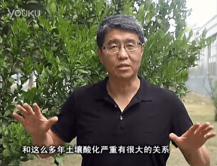 20160905珠江臺搖錢樹：柑橘秋風一吹就黃，調酸淋沖微補調力是關鍵，同時保樹膨果