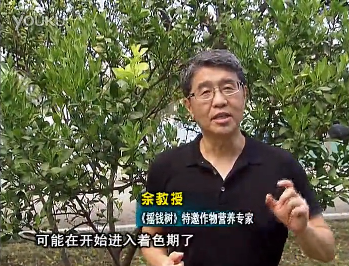 20160912珠江臺搖錢樹：柑橘用微補方案，果實著色好，提前促花、預防落果