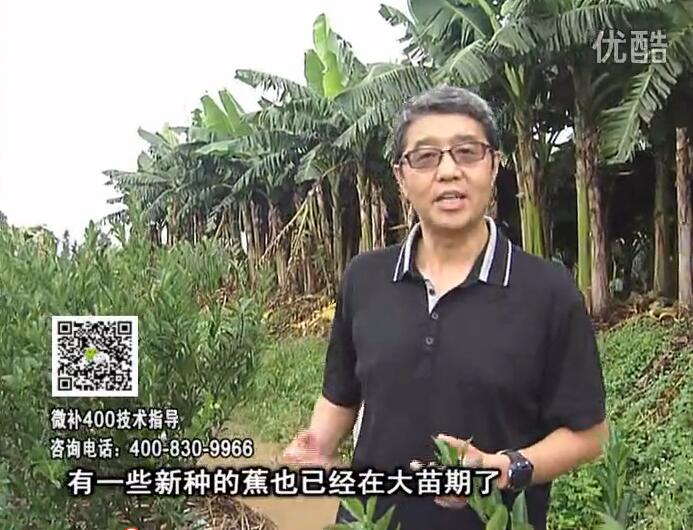 20160919珠江臺搖錢樹：香蕉淋微補根力鈣+沖力或撒倍力，噴果力+碧力，保葉膨蕉壯長