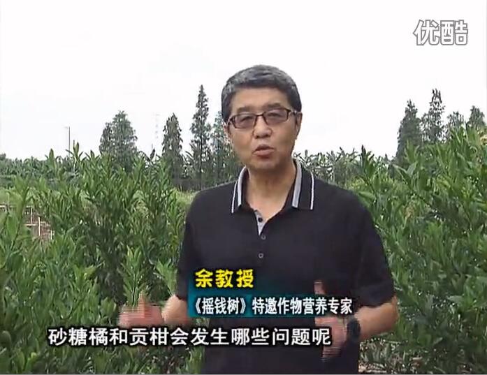 20160919珠江臺搖錢樹：柑橘用微補方案，減少秋梢落果裂果，保樹膨果好