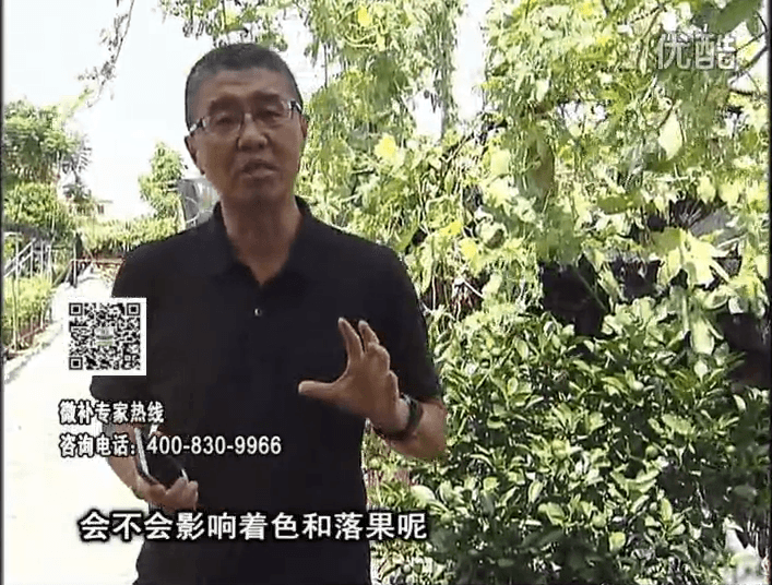 20161010珠江臺搖錢樹：柑橘葉噴微補(bǔ)花力+碧力，提前促花、減少梢葉黃