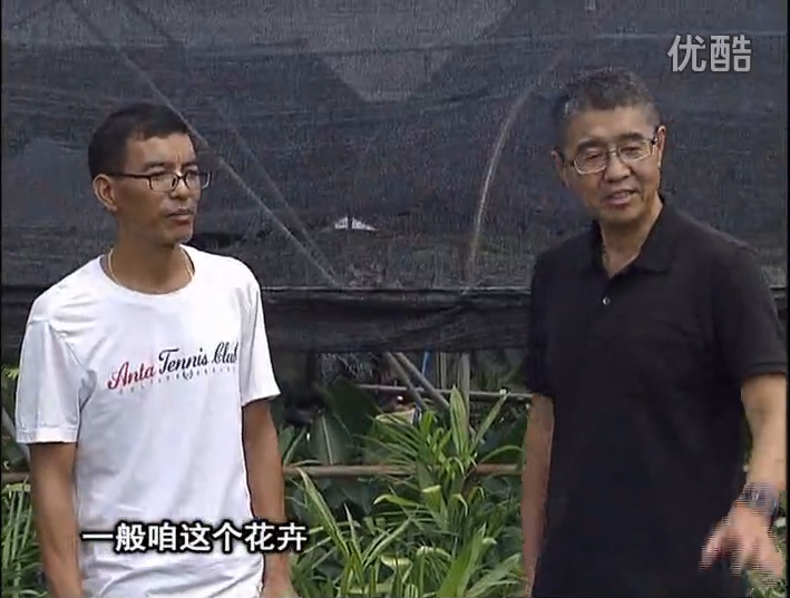 20161010珠江臺搖錢樹：盆栽花卉促根多，長勢青綠
