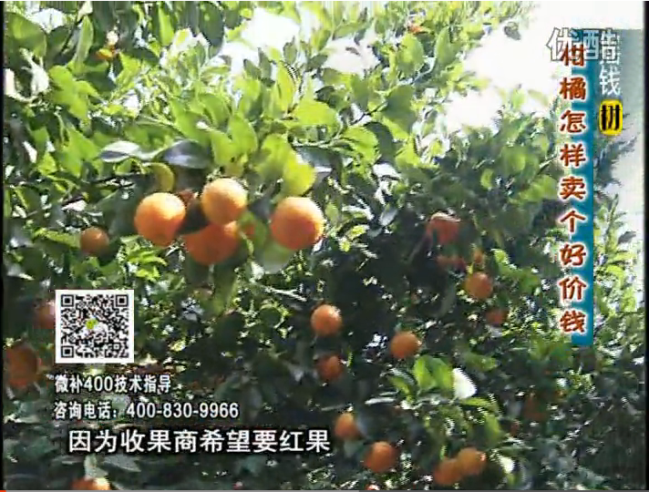 20161107珠江臺搖錢樹：柑橘噴施微補(bǔ)紅果力、蓋力，增甜增重賣價(jià)高