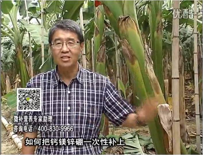 20161121珠江臺搖錢樹：香蕉撒施微補倍力，促根壯長、預防黃葉、提高產量