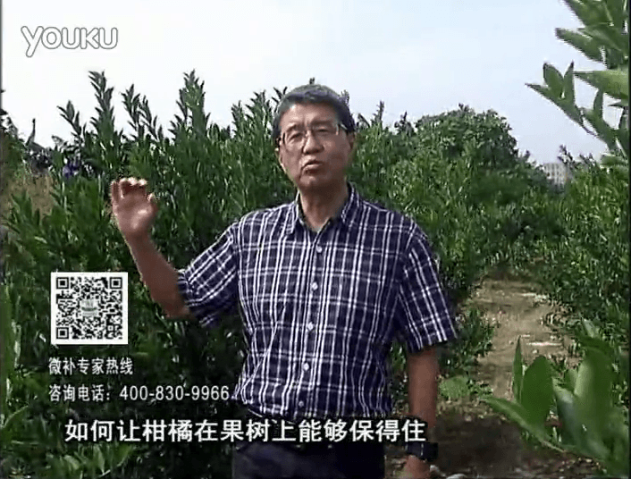 20161128珠江臺搖錢樹：柑橘噴微補(bǔ)蓋力、碧力，低溫抗凍，果掛得住，預(yù)防減少采前落果