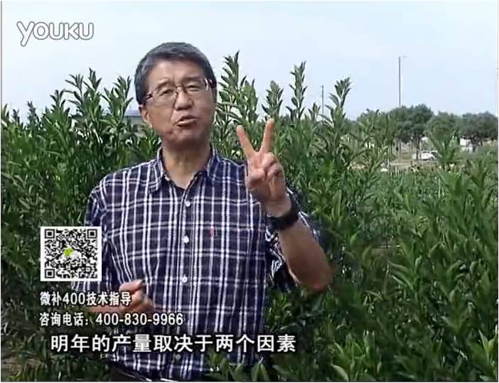20161205珠江臺搖錢樹：柑橘噴施微補(bǔ)花力+碧力、下因迪樂有機(jī)肥，促花恢復(fù)長勢好