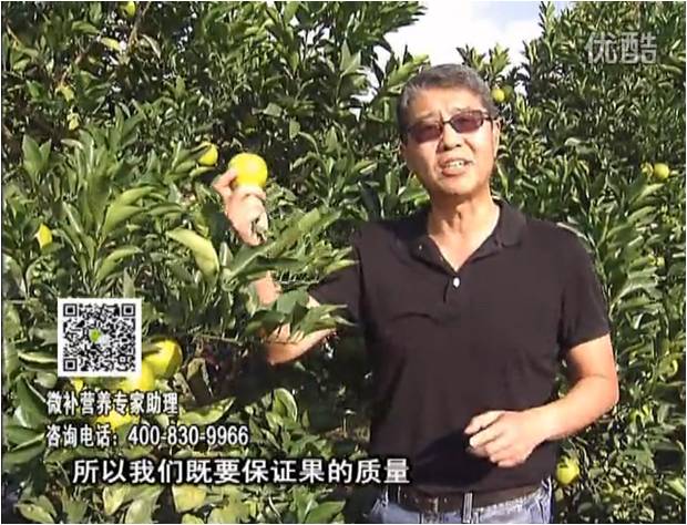 20161212珠江臺搖錢樹：紅江橙淋微補(bǔ)根力鈣+沖力，噴紅果力，樹勢壯，果品質(zhì)好