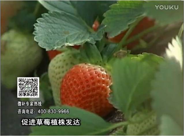 20161219珠江臺搖錢樹：草莓如何壯長、果大品質(zhì)高？