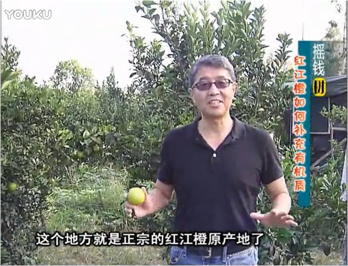 20161219珠江臺搖錢樹：紅江橙用微補(bǔ)方案，裂果少、樹勢好