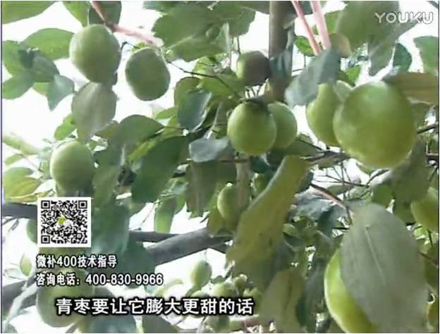 20161226珠江臺搖錢樹：青棗用微補(bǔ)方案，健壯長勢，提高來花坐果