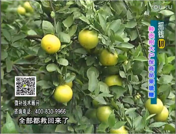 20170102珠江臺搖錢樹：柑橘噴微補(bǔ)蓋力防凍抗凍，采后冬肥下微補(bǔ)倍力+有機(jī)肥