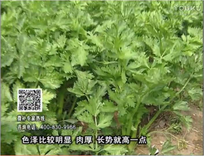 20170109珠江臺(tái)搖錢樹：葉菜如何種？長(zhǎng)勢(shì)好又高產(chǎn)！