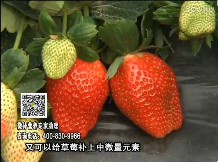 20170123珠江臺搖錢樹：草莓用微補(bǔ)方案，促根苗壯、開花坐果好