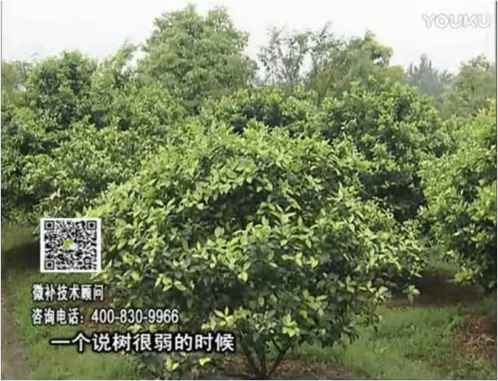20170206珠江臺搖錢樹：柑橘用微補(bǔ)方案，壯樹促花壯花好