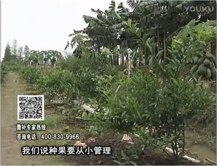 20170213珠江臺搖錢樹：柑橘小樹用微補(bǔ)方案，促根保樹好
