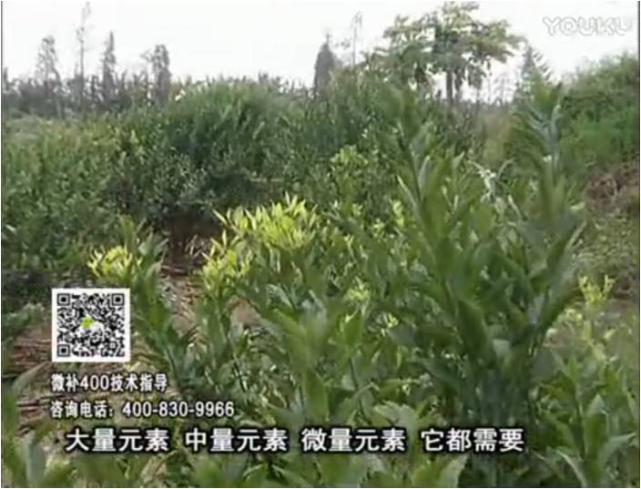 珠江臺搖錢樹：柑橘噴施微補(bǔ)花力+硼力，補(bǔ)充鋅硼健壯來花，利坐果