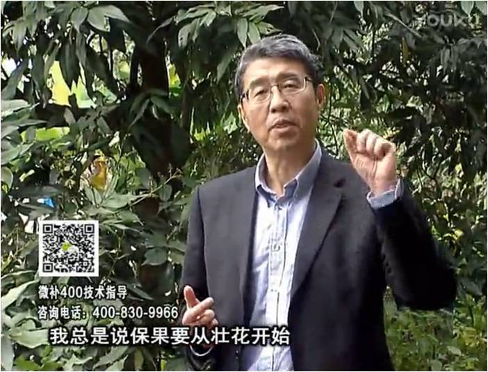 珠江臺搖錢樹：荔枝來花少更要做好壯花，提高坐果，葉噴微補花力+硼力，補鋅
