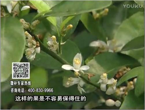 20170313珠江臺搖錢樹：柑橘淋沖微補(bǔ)根力鈣+精力，噴微補(bǔ)花力+硼力，來花健壯，預(yù)防減少弱花畸形花