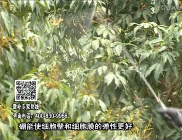 20170313珠江臺搖錢樹：荔枝噴微補果力+硼力，保果好
