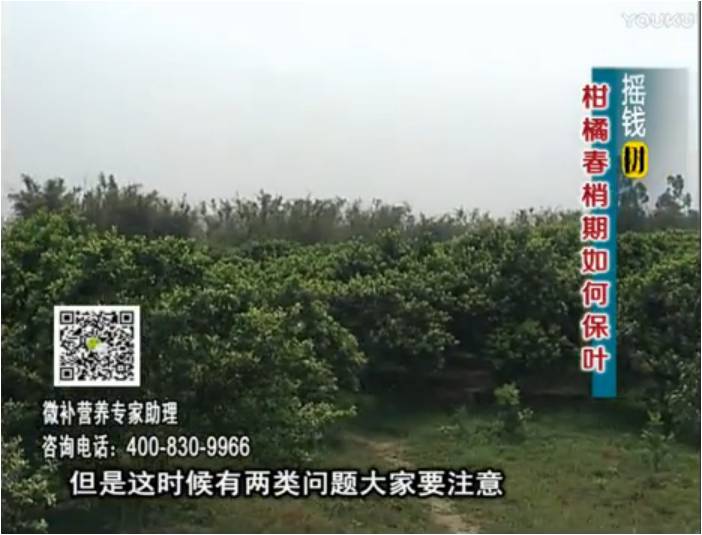 20170327珠江臺搖錢樹：柑橘預(yù)防春梢不轉(zhuǎn)綠，撒微補(bǔ)倍力、淋沖力鎂