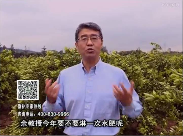 20170424珠江臺搖錢樹：柑橘樹弱保果難度大，淋沖微補根力鈣+精力+精華粉，保樹保果好