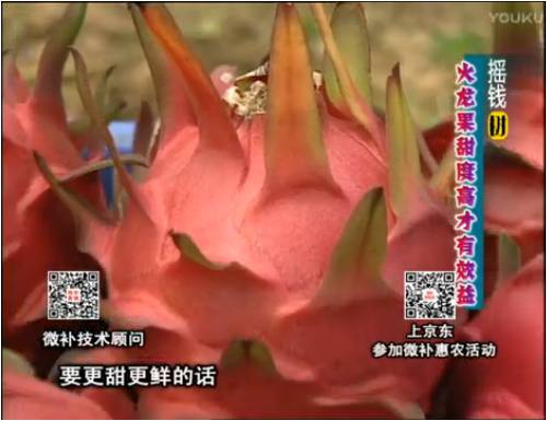 20170417珠江臺搖錢樹：火龍果用微補方案，開花坐果好，提高品質