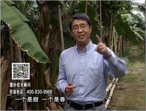 20170327珠江臺搖錢樹：香蕉噴施微補果力+碧力+壯力、撒微補倍力，提高品質、同時減肥提產
