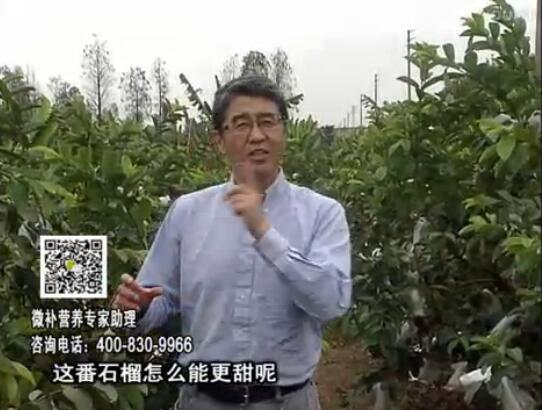 20170327珠江臺搖錢樹：番石榴噴施微補果力+壯力，補充磷鉀鈣鎂等，促進果甜品質高