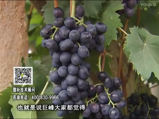 20170501珠江臺搖錢樹：葡萄用微補(bǔ)方案，品質(zhì)高，賣價好