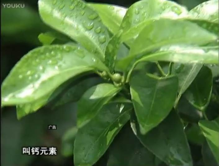 20170508珠江臺搖錢樹：柑橘澆施微補根力鈣，補鈣，促根健壯長勢