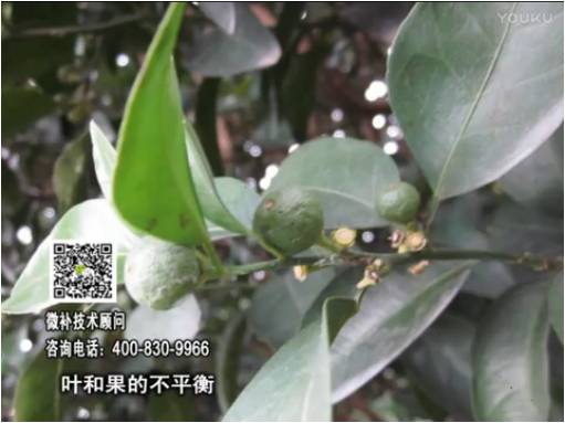 20170501珠江臺搖錢樹：柑橘噴施微補果力+碧力、淋根力鈣+沖力鎂，穩(wěn)果少落果，促根壯長勢