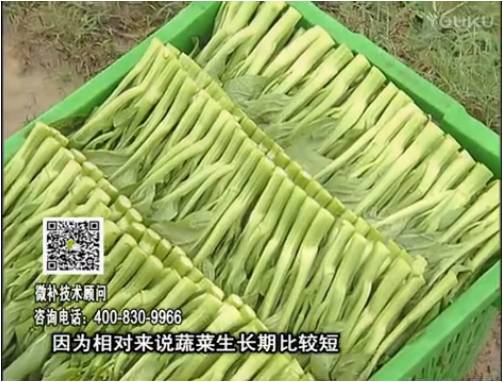 20170306珠江臺(tái)搖錢樹：蔬菜澆施微補(bǔ)根力鈣+精力，提高蔬菜長(zhǎng)勢(shì)，減少病害，提高收益